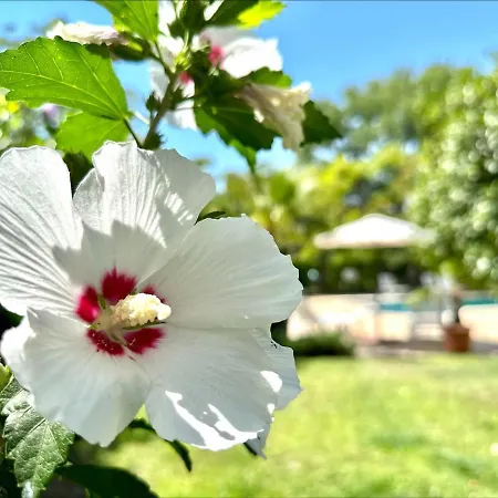 Aria - Menada Apartman Napospart